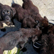 Imagen para el artículo titulado Nadie sabe exactamente cómo han acabado estos siete cachorros de Labrador en una isla desierta de Canadá